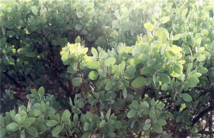 Plant photo of: Arctostaphylos manzanita 'Dr. Hurd'