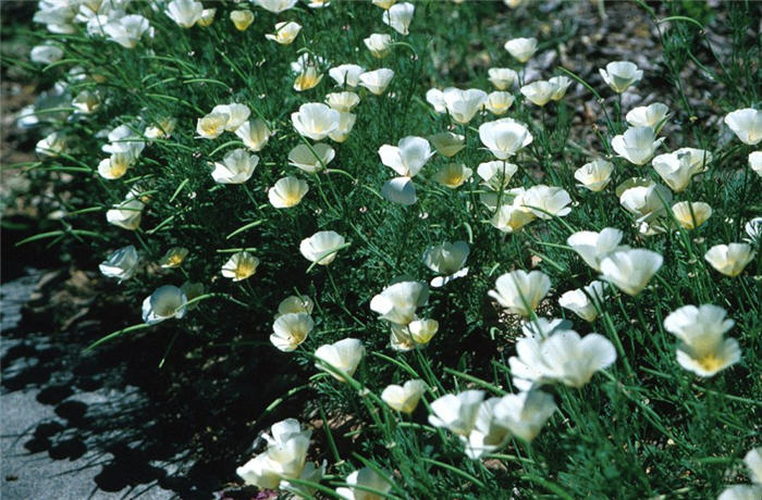 Plant photo of: Eschscholzia californica 'White'