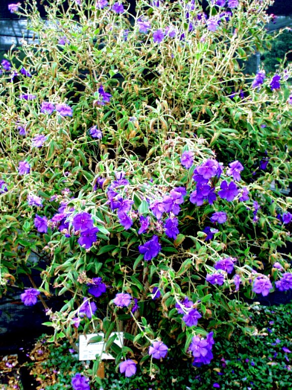 Plant photo of: Tibouchina urvilleana