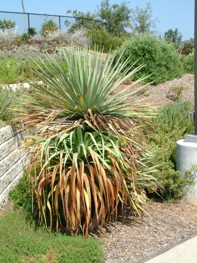 Plant photo of: Dracaena draco