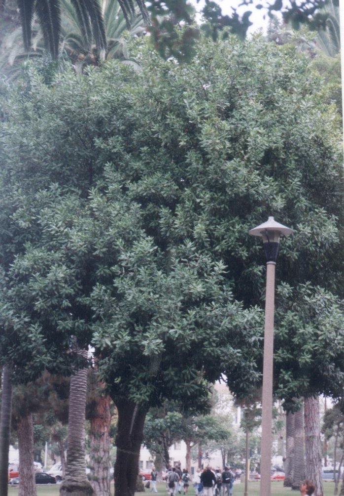 Plant photo of: Macadamia hybrids