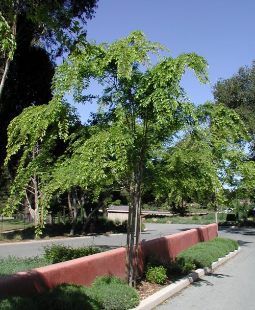 Plant photo of: Ulmus parvifolia