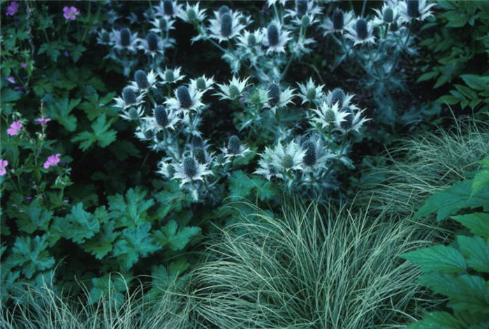 Plant photo of: Eryngium giganteum