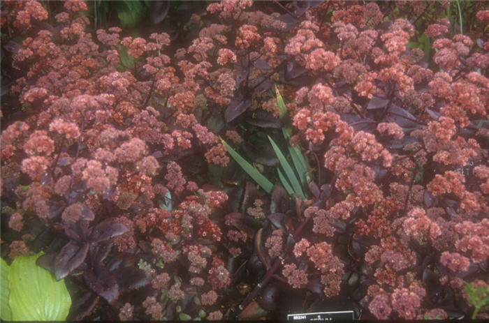 Plant photo of: Sedum telephium 'Autumn Joy'