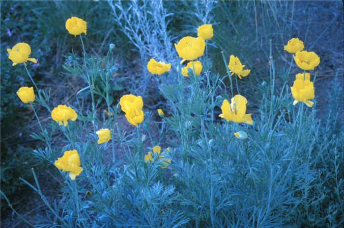 Mexican Tulip Poppy, Golden Cup