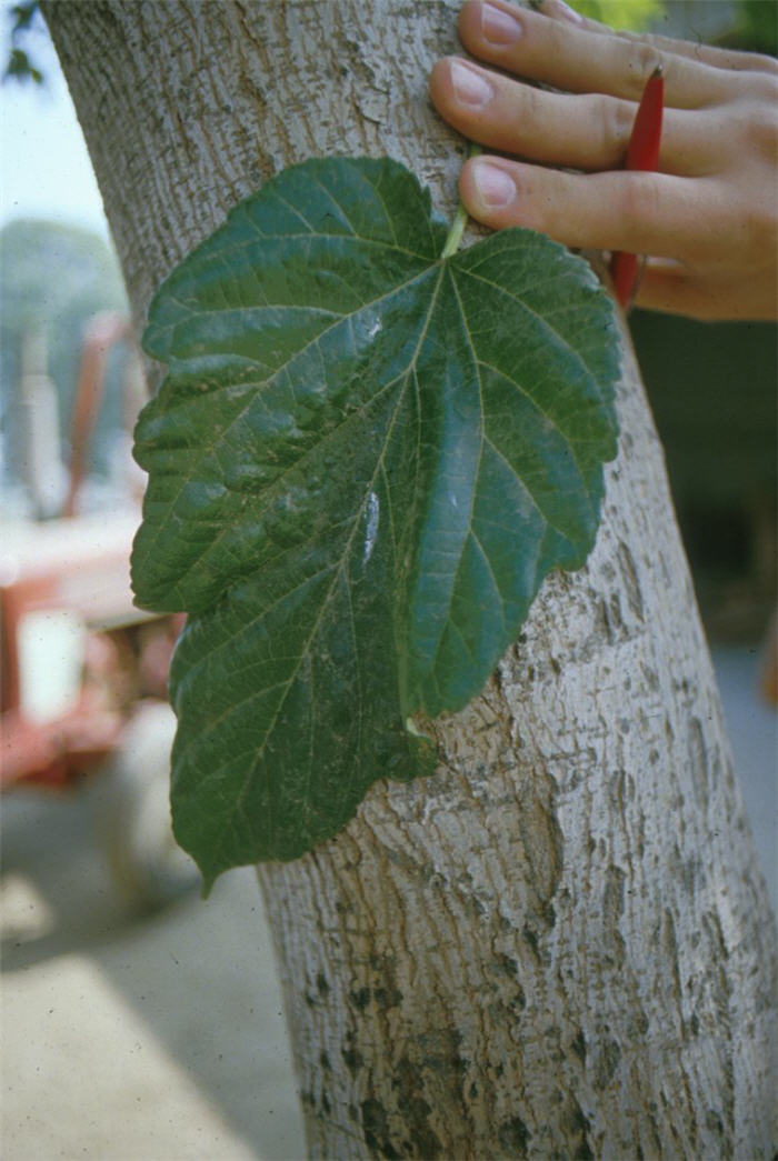 Plant photo of: Morus alba 'Fruitless'