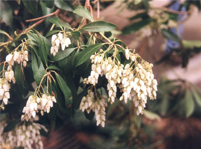 Plant photo of: Pieris japonica