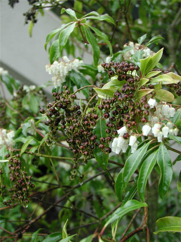 Plant photo of: Pieris japonica