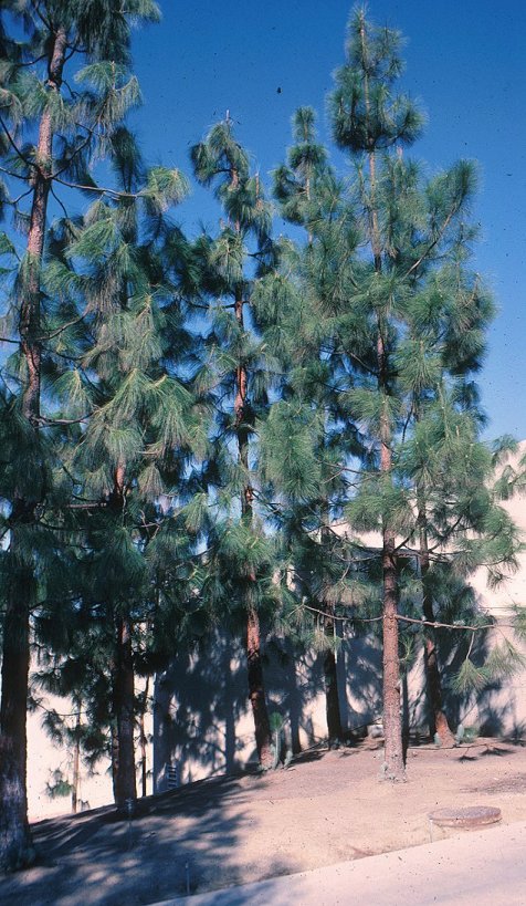 Canary Island Pine