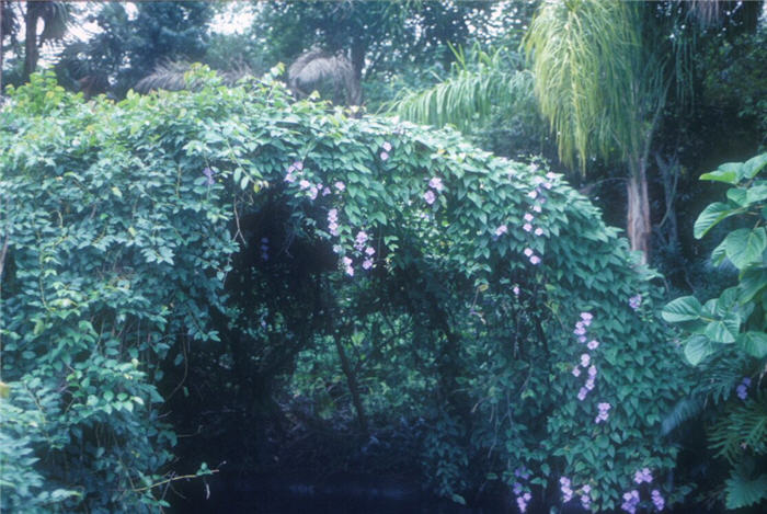 Plant photo of: Thunbergia fragrans