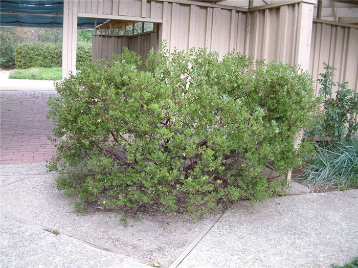 Plant photo of: Arctostaphylos densiflora 'Howard McMinn