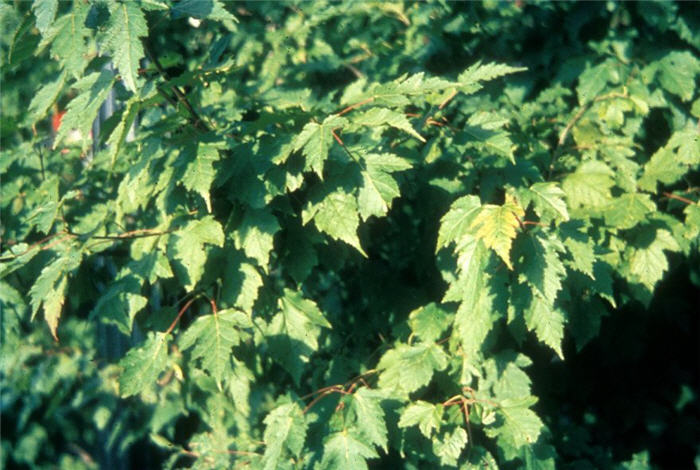 Plant photo of: Acer ginnala