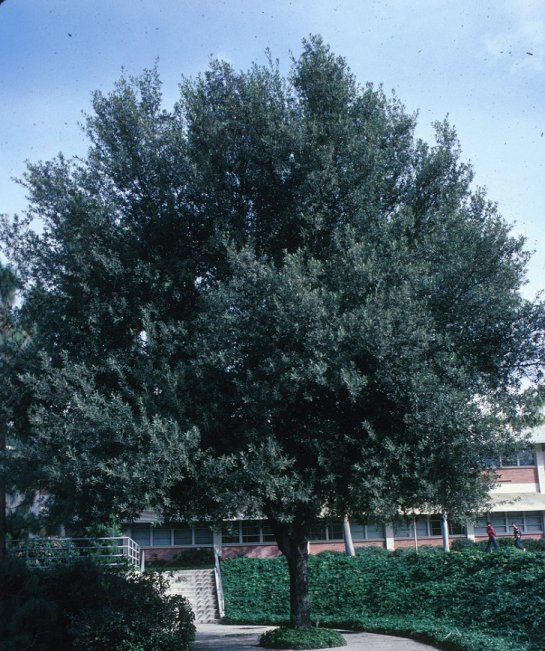 Holly or Holm Oak