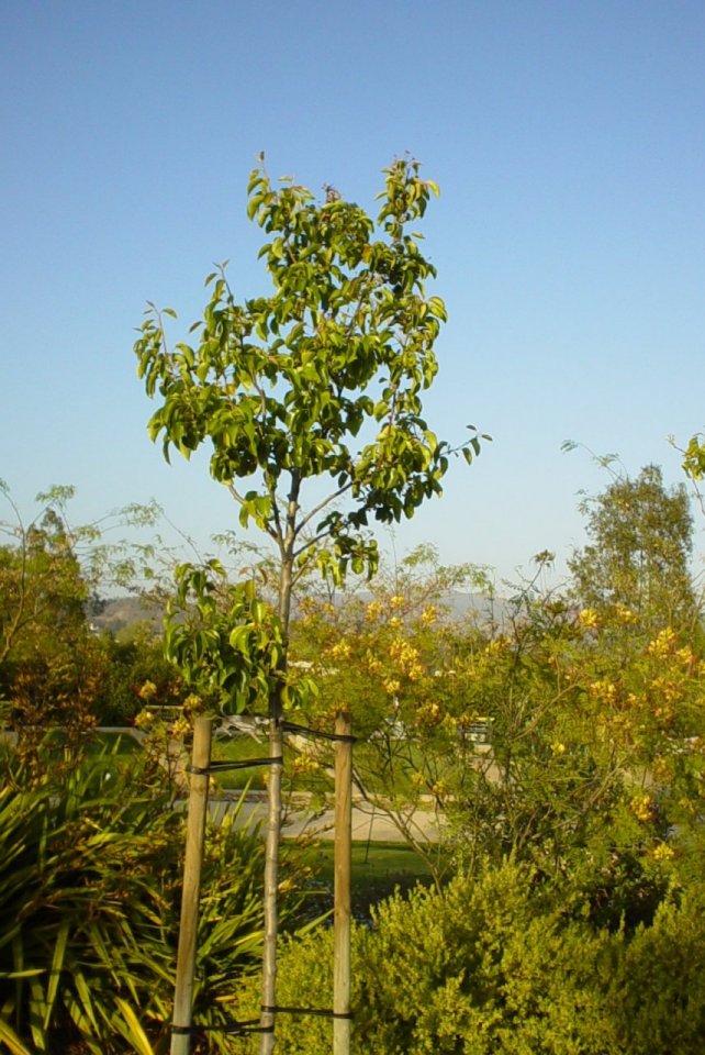 Plant photo of: Pyrus calleryana 'Capital'