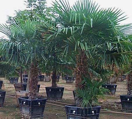 Plant photo of: Trachycarpus fortunei