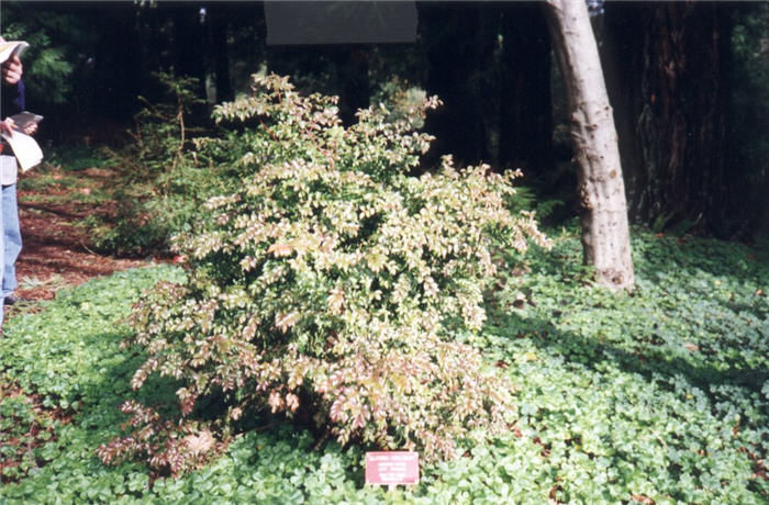 Plant photo of: Vaccinium ovatum