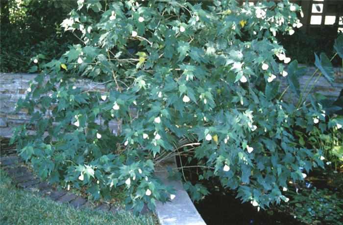 Plant photo of: Abutilon hybrids