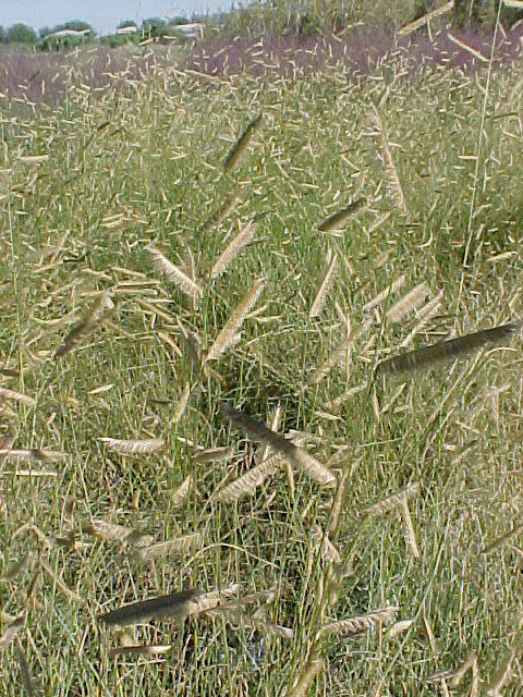 Mosquito Grass, Blue Grama Grass