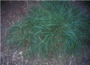 Blue Moor Grass