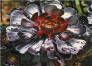 Black Leaf Aeonium