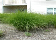 Eulalia or Maiden Grass
