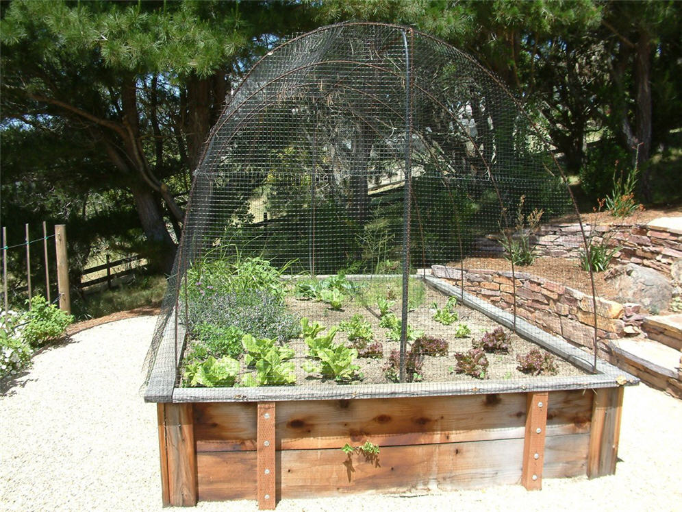 Vegetable Garden