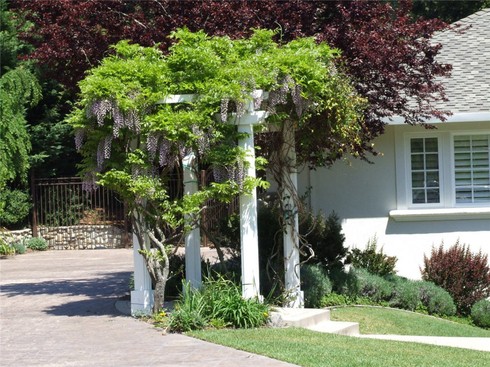 Wisteria Covered Pillars