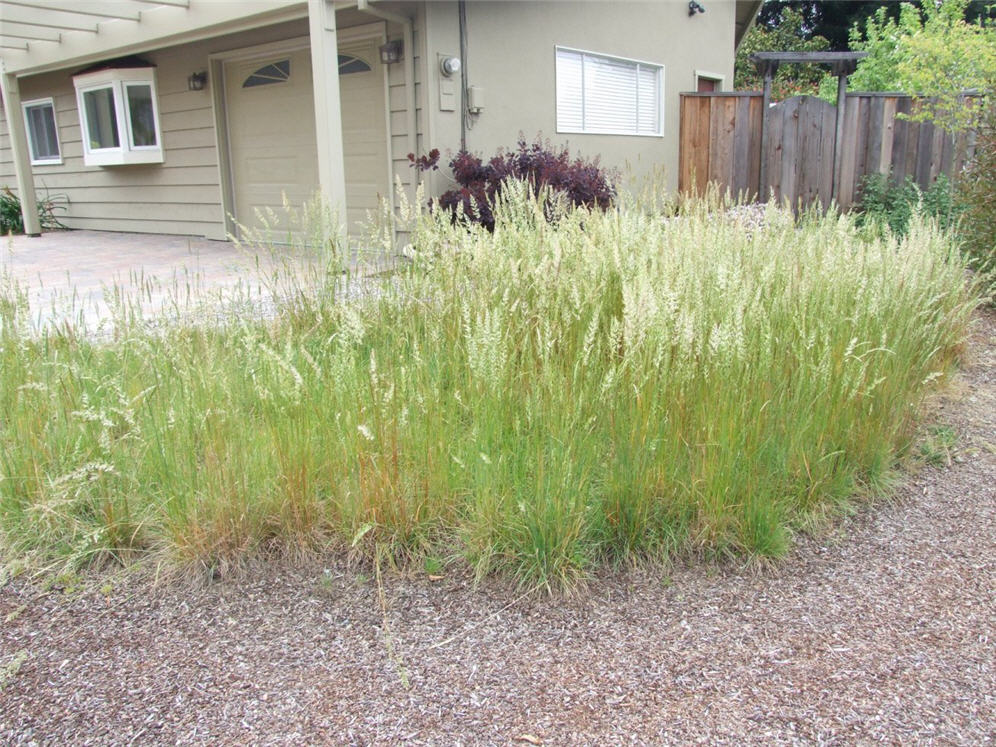 Grazin' in the Grasses