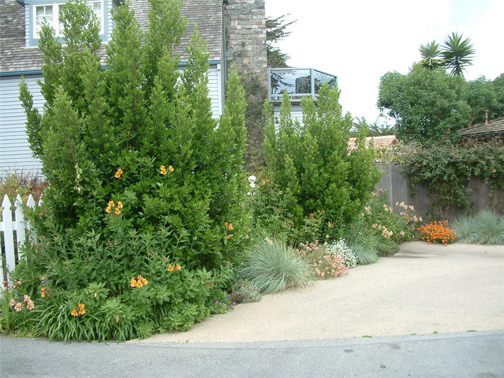 Strip of Perennials