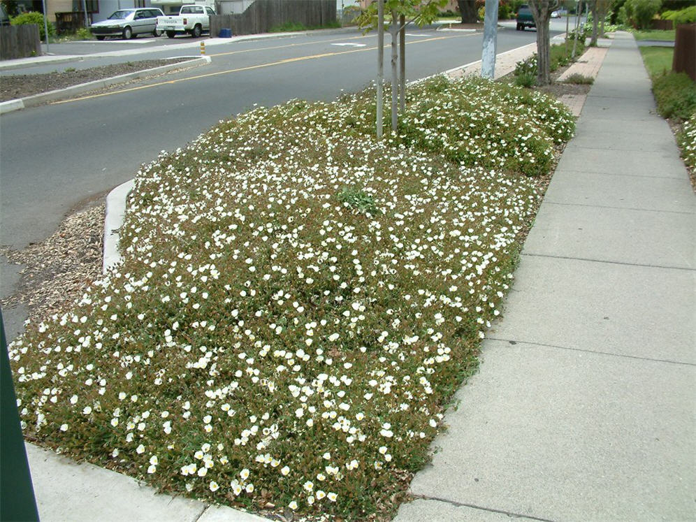 Parking Strip Rockrose