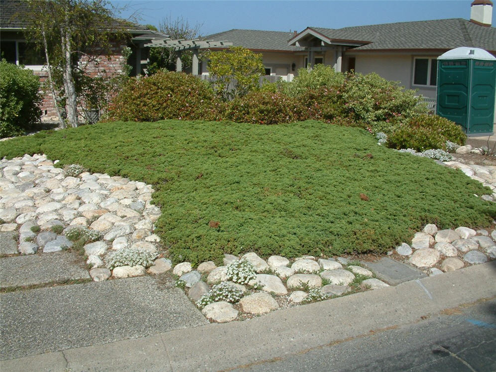 Delicate Groundcover Amongst Rocks