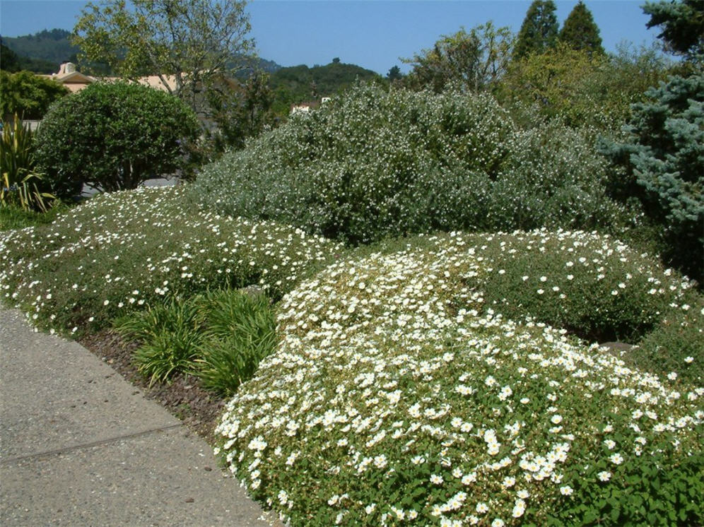 Mounds of Fluffy Clouds