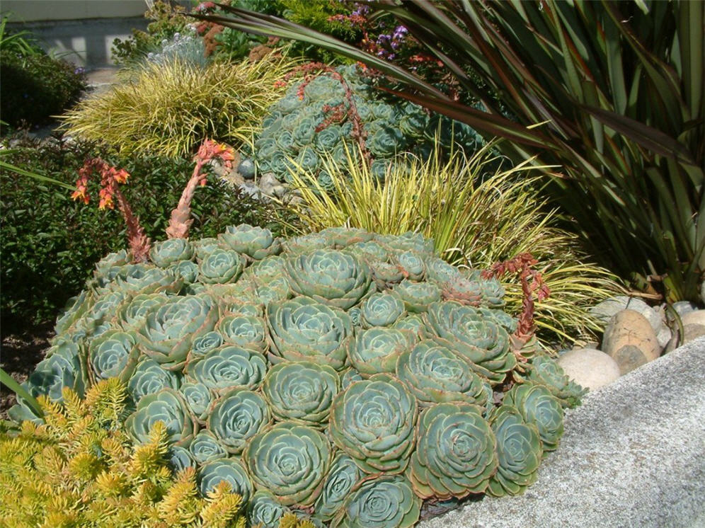 Succulent Rosettes