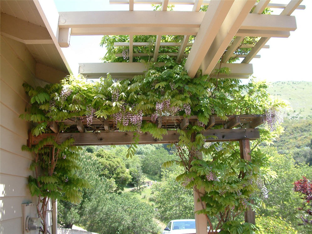 Lovely Wisteria Vine