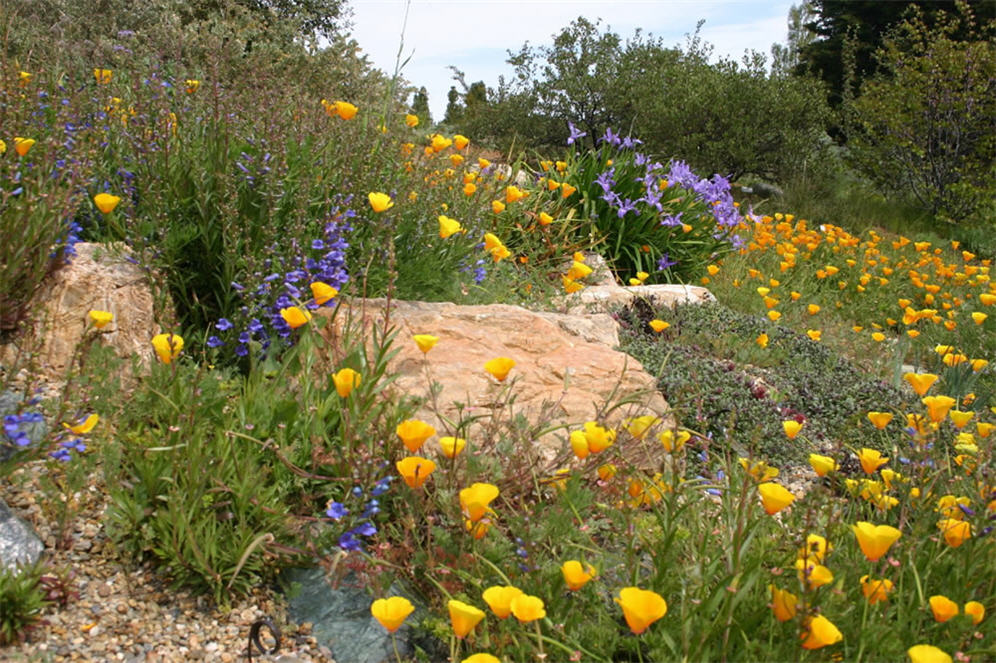 UCSC Arboretum