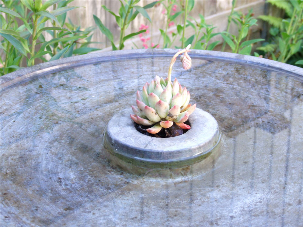 Succulent in the Midst of the Urn