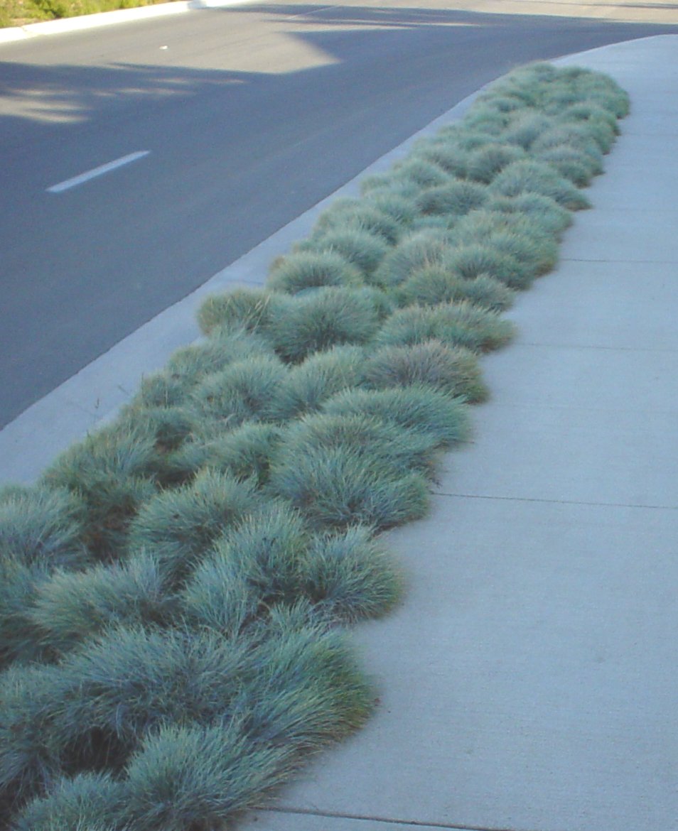 Parking Strip Blue Fescue