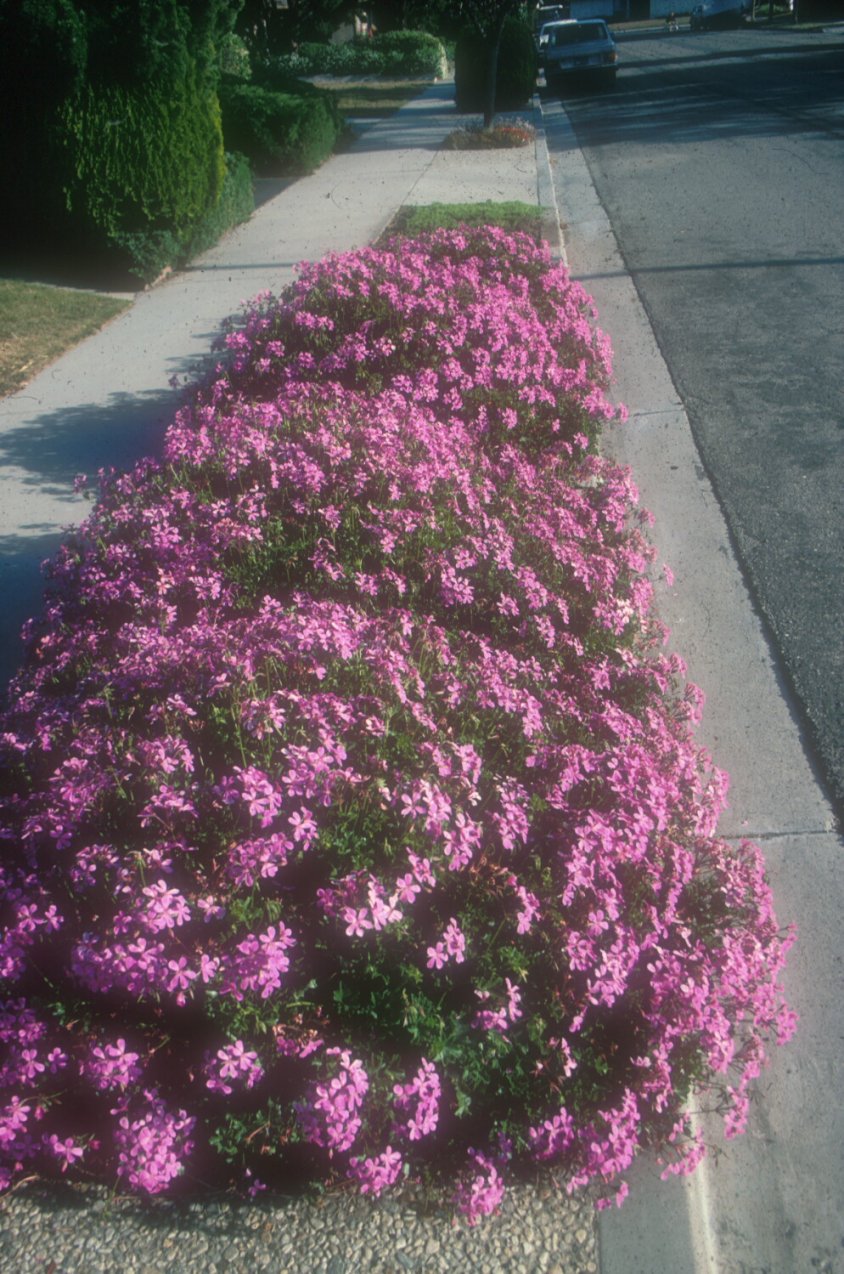 Parking Strip Geranium