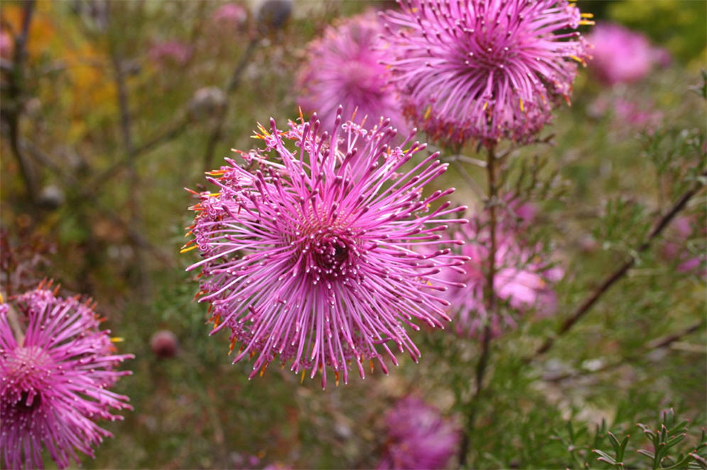 Isopogon formosus