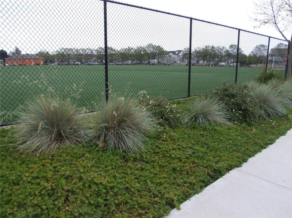 Grasses and Ground Cover