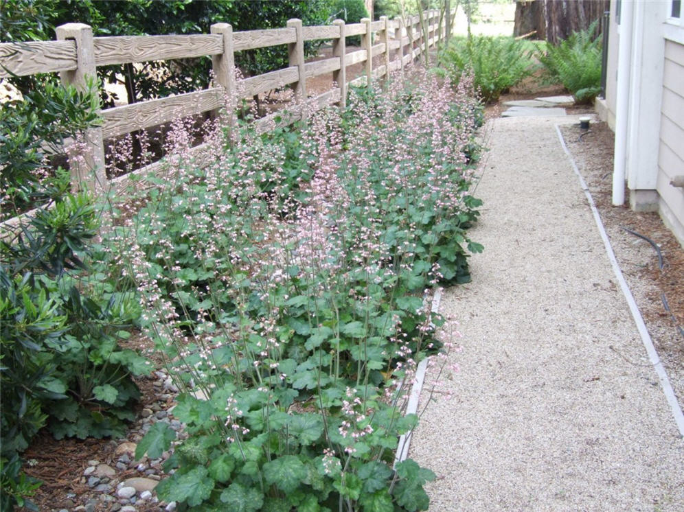 Heuchera Border