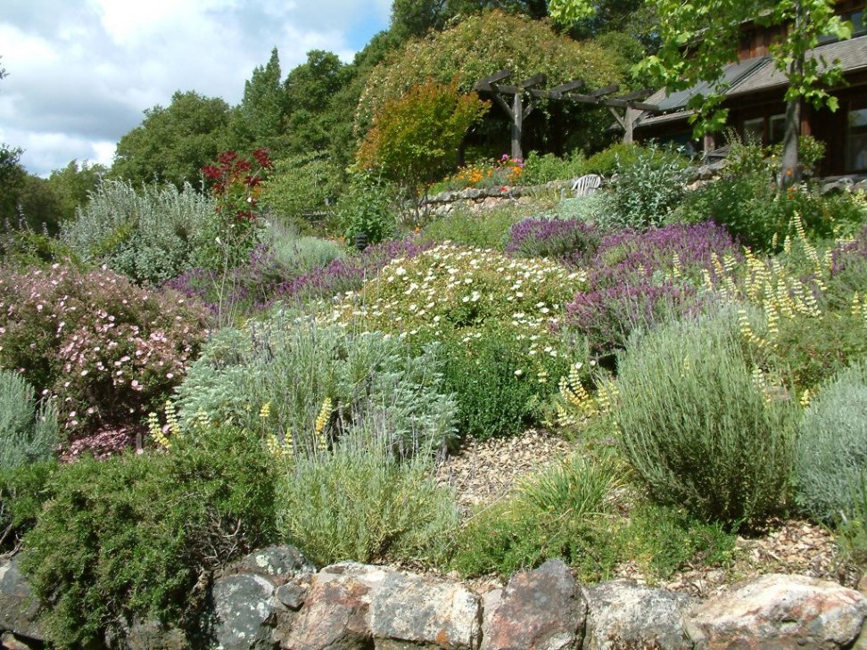 Rockroses, Lavender, Lupine and Rosemary