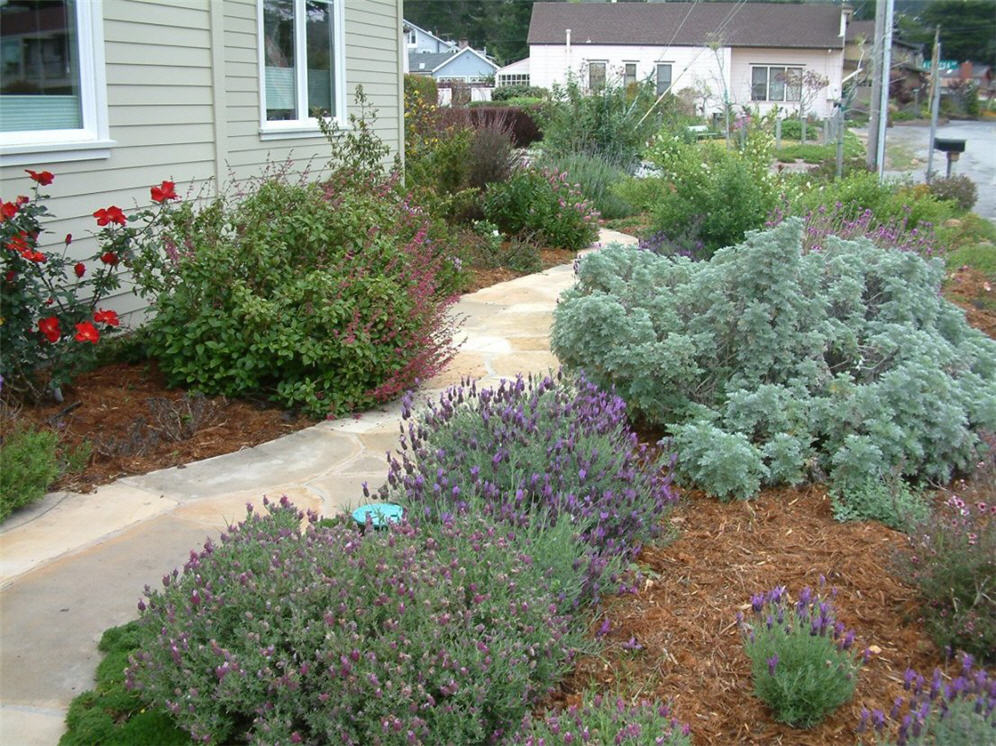 Path Between Shrubs