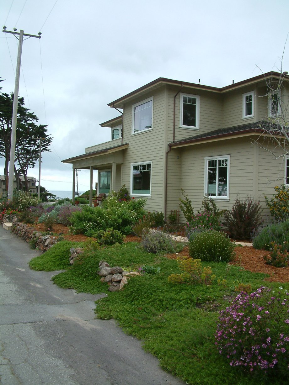 Creeping Groundcover