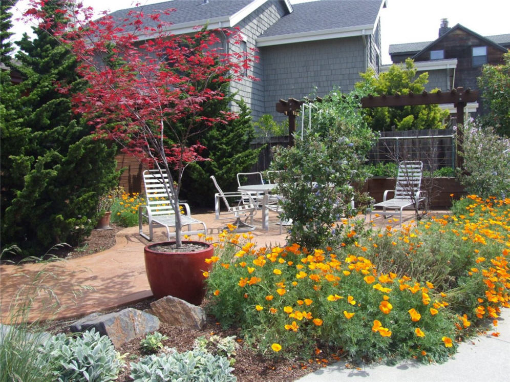 Poppies Adorn Patio