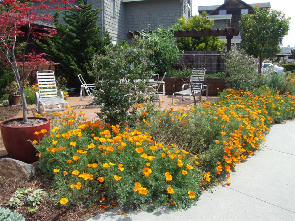 Swath of Poppies