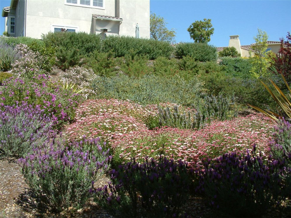 Lavenders and Pinks