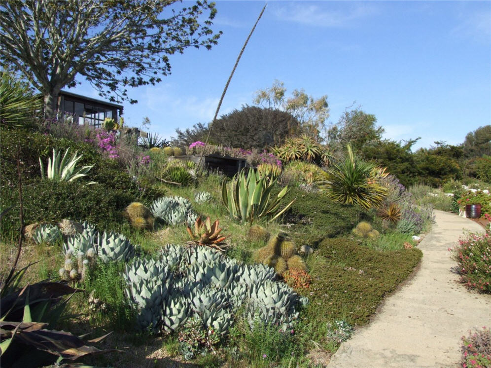 Succulents on Slope