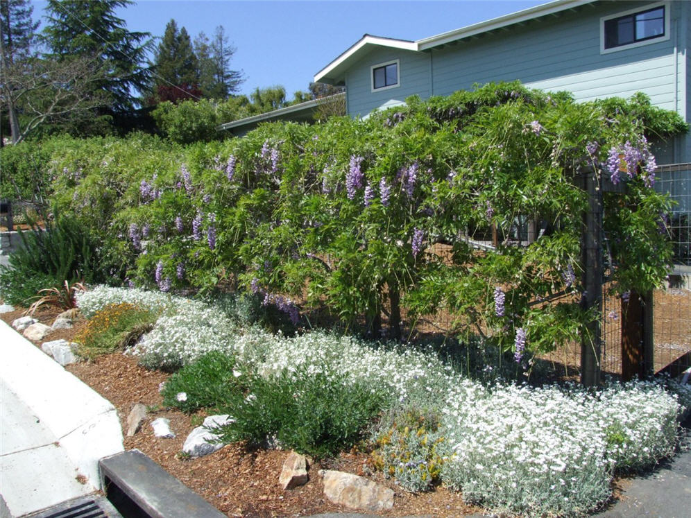 Wisteria on Wire Fencing