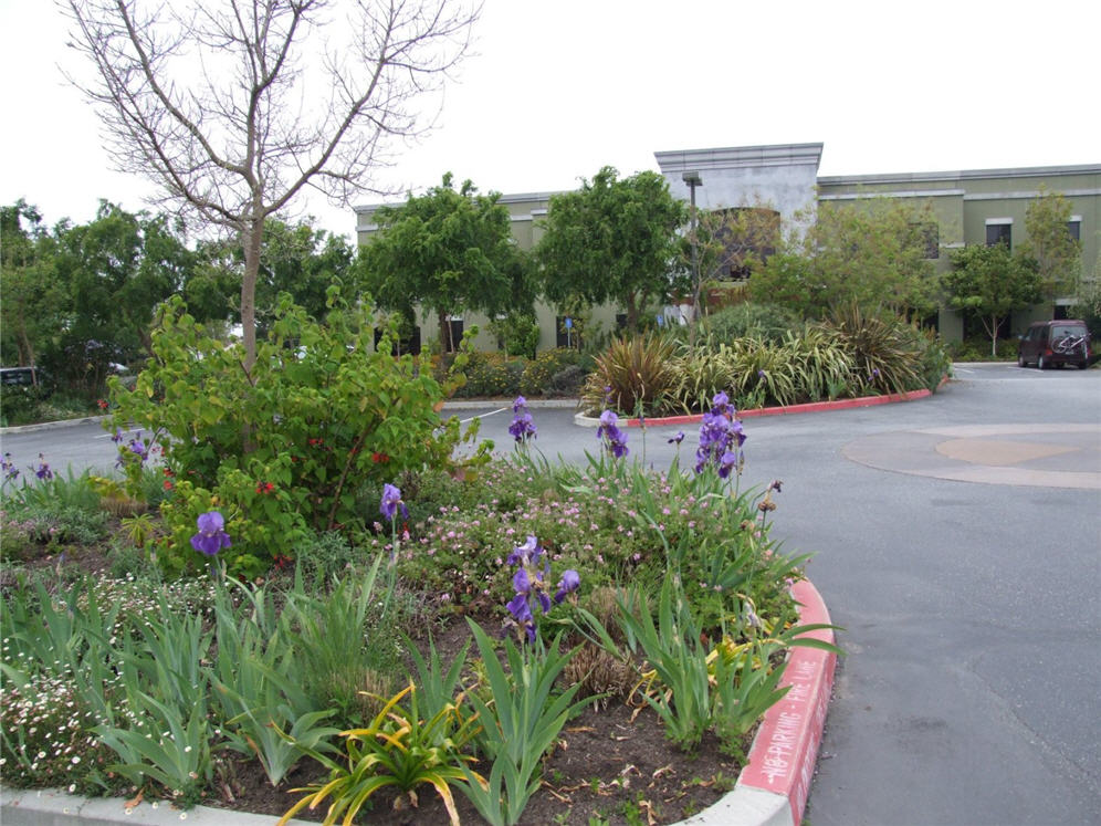 Irises on the Median Strip